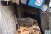 Nissan Primera  1993. ���� 4