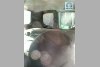 Chevrolet Niva  2008. ���� 5