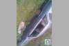 Mazda 929  1983. ���� 1