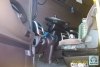 Renault Magnum EURO 3 2004. Фото 12