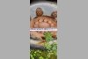 MAN F2000 6�2 2000. ���� 11